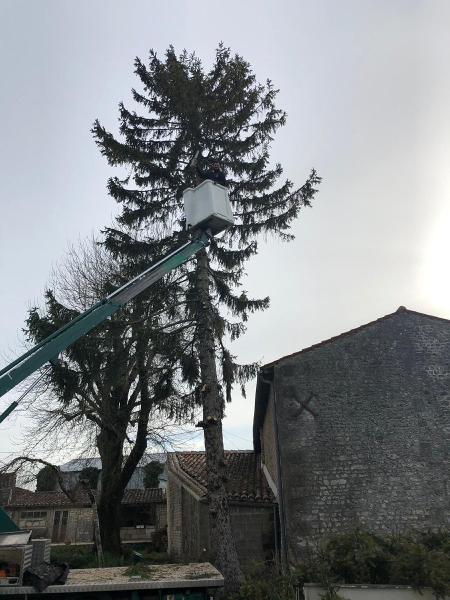Abattage d'un épicéa en nacelle par Peltin Élagage à Cognac