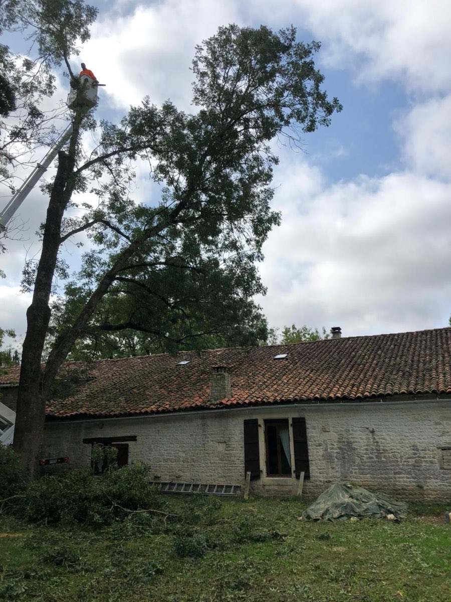 Abattage d'un frêne le long d'une longère en pierre à Cognac