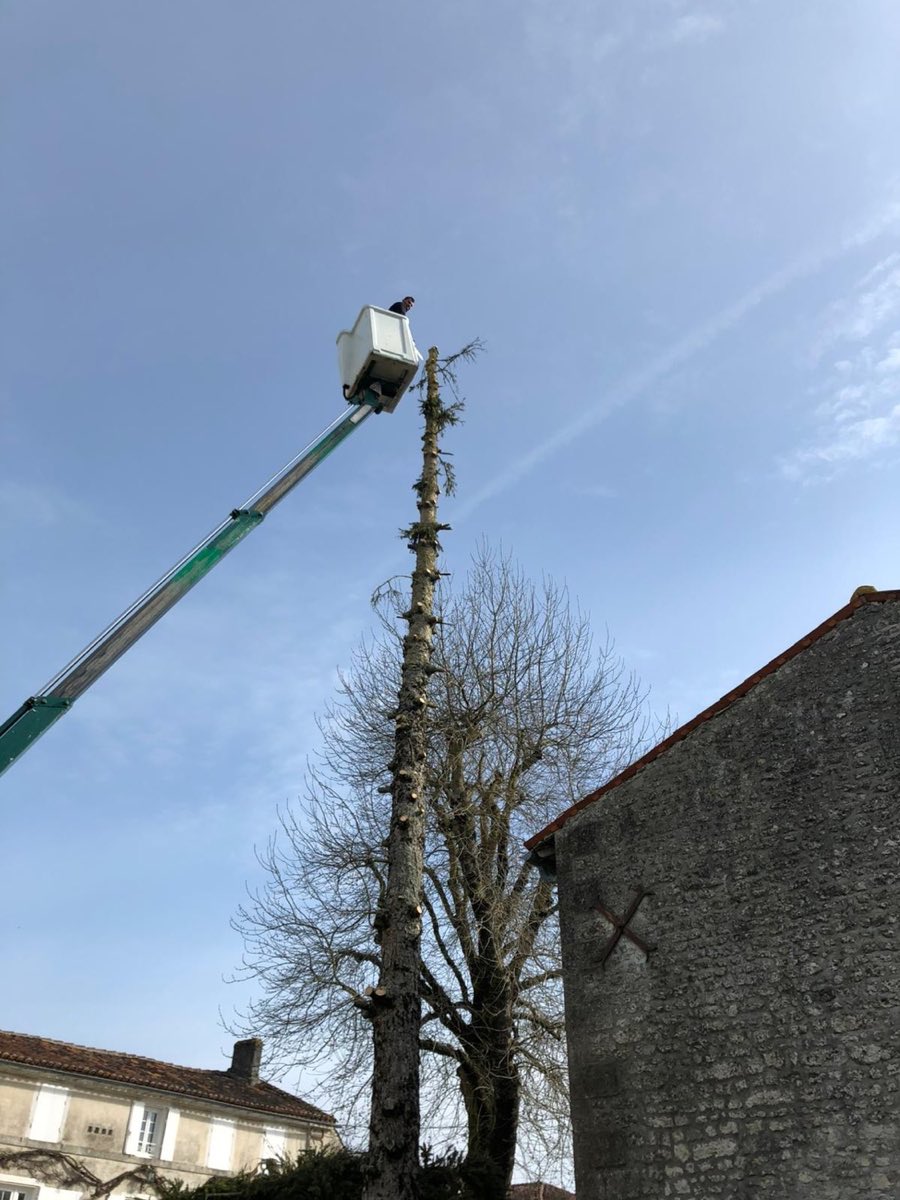 Démontage d'un conifère de grande hauteur en nacelle dans le Cognaçais