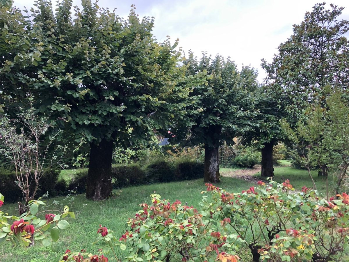 Arbres taillés en tête de chat dans un jardin du Cognaçais